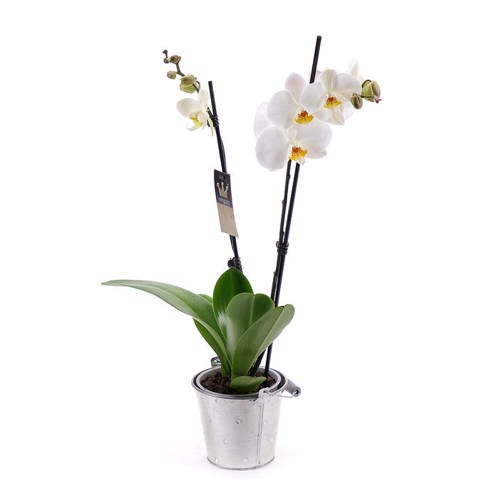 03100430_biela-orchidea-v-plechovom-obale