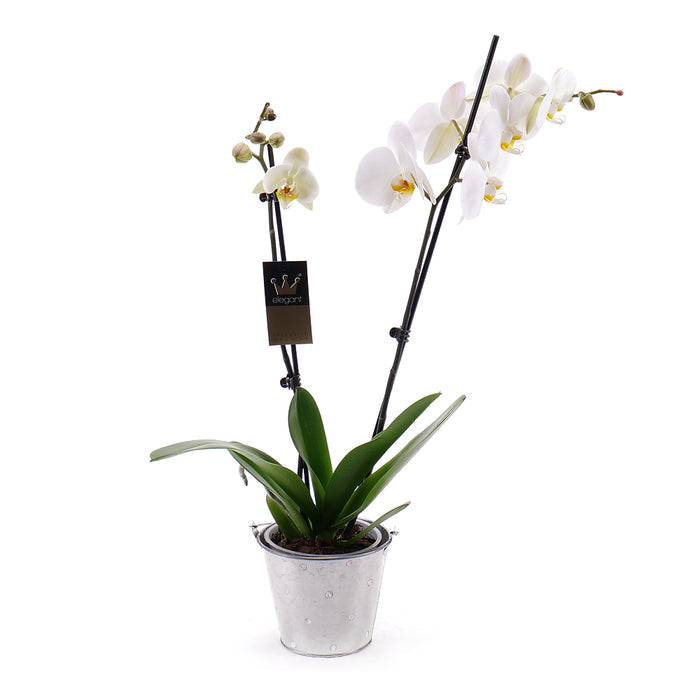 03100430_biela-orchidea-v-plechovom-obale