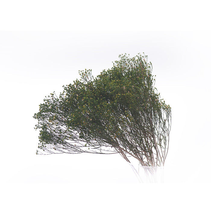01400026_broom-fleuri-vert