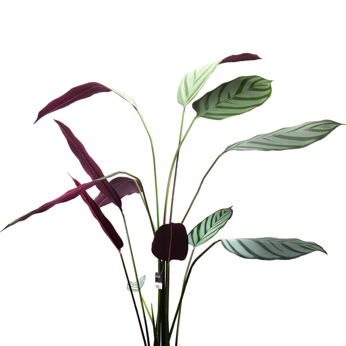 02000111_calathea-v-kvetinaci-140cm-umela