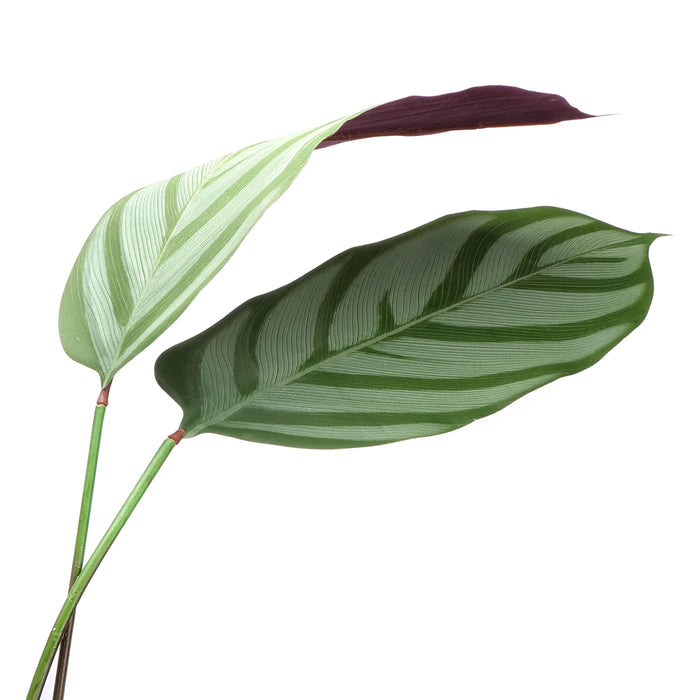 02000111_calathea-v-kvetinaci-140cm-umela