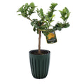 03100431_citrus-budhova-ruka-v-plastovom-obale