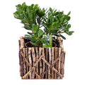03000063_crassula-v-drevenom-boxe