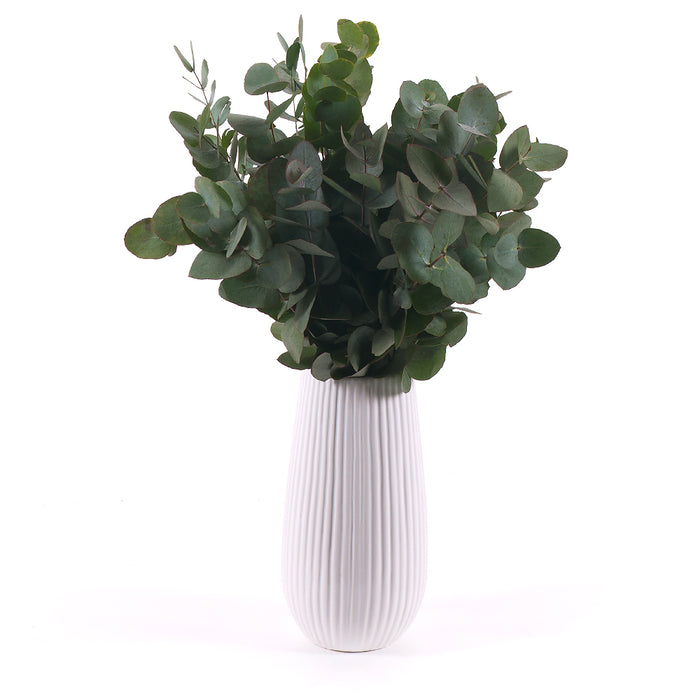 03000467_diy-kytica-eukalyptus-cinerea-do-vazy
