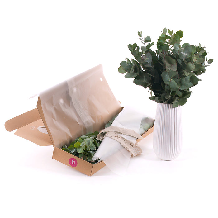 03000467_diy-kytica-eukalyptus-cinerea-do-vazy