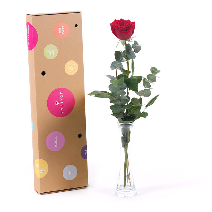 03000485_diy-kytica-cervena-ruza