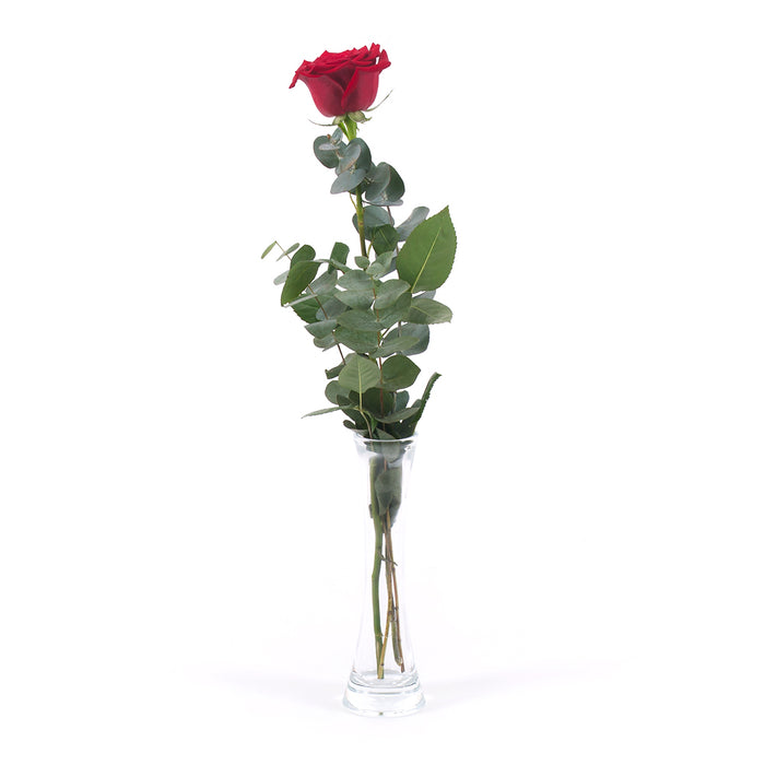 03000485_diy-kytica-cervena-ruza