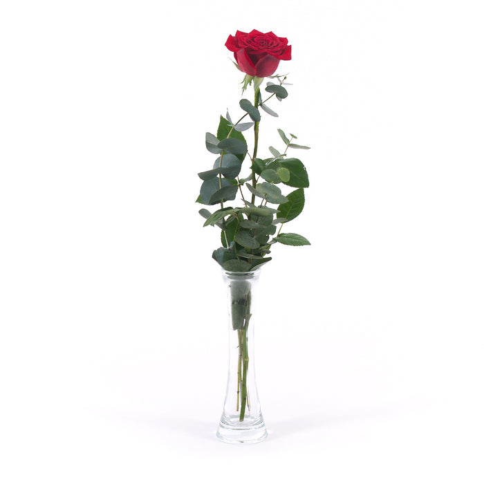 03000485_diy-kytica-cervena-ruza