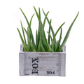 03000518_duo-aloe-vera-v-drevenom-boxe