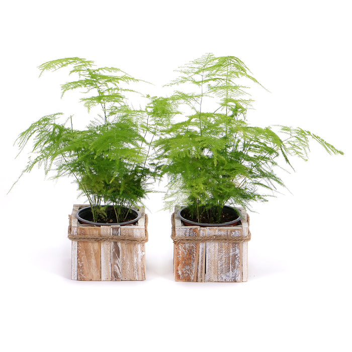 03002107_duo-asparagus-v-drevenom-boxe