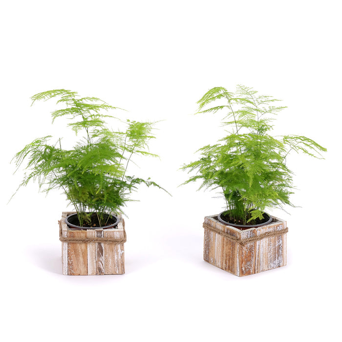 03002107_duo-asparagus-v-drevenom-boxe