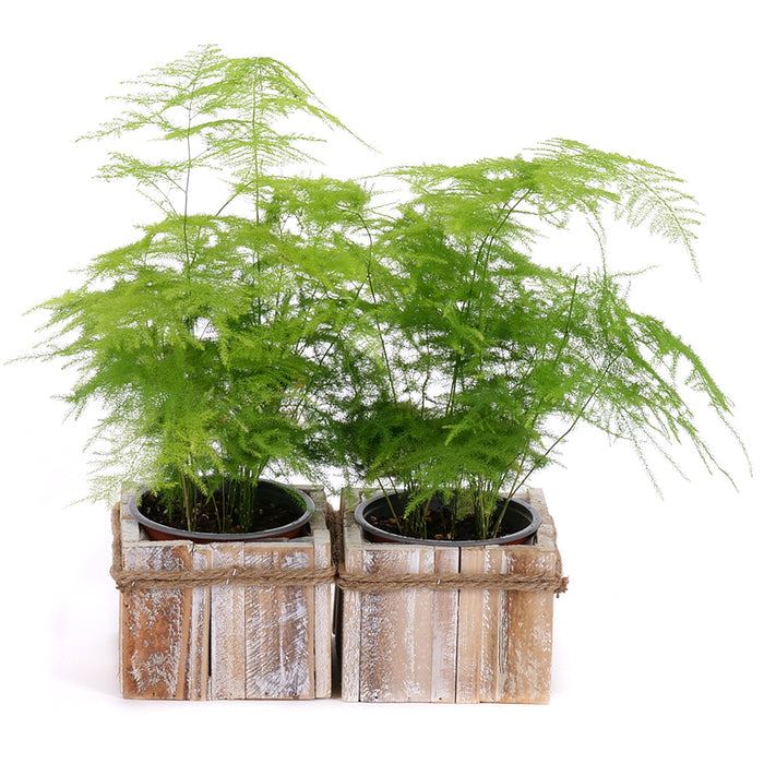 03002107_duo-asparagus-v-drevenom-boxe