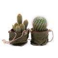 03000533_duo-kaktusy-v-plastovom-obale