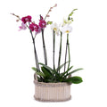 03002108_duo-orchidea-v-drevenom-boxe-2