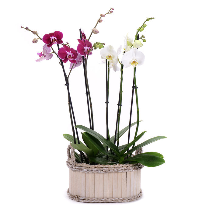 03002108_duo-orchidea-v-drevenom-boxe-2