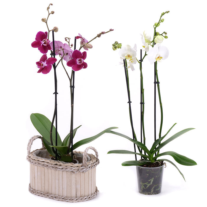 03002108_duo-orchidea-v-drevenom-boxe-2