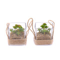 03000571_duo-umele-sukulenty-v-sklenenom-obale