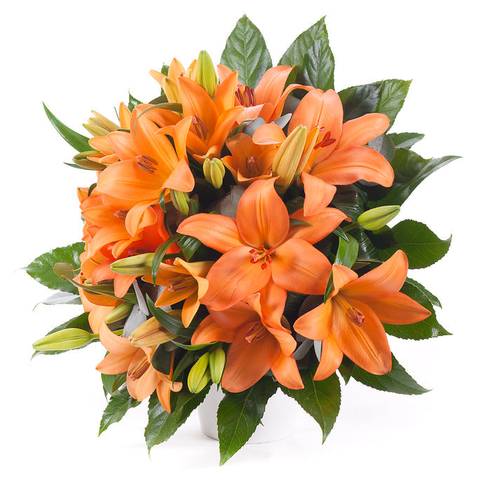 03000604_elite-oranzove-lalie