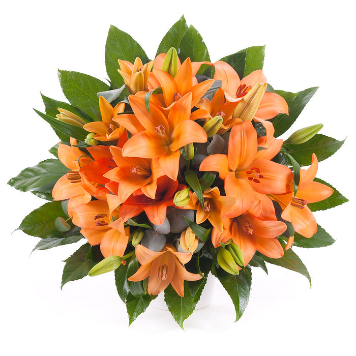 03000604_elite-oranzove-lalie
