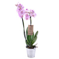 03000628_fialova-orchidea-v-plechovom-obale