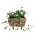 03000688_hedera-v-prutenom-obale