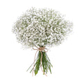 03001073_kytica-gypsophila