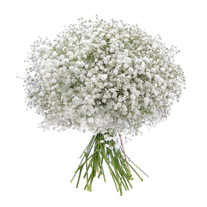 03001073_kytica-gypsophila