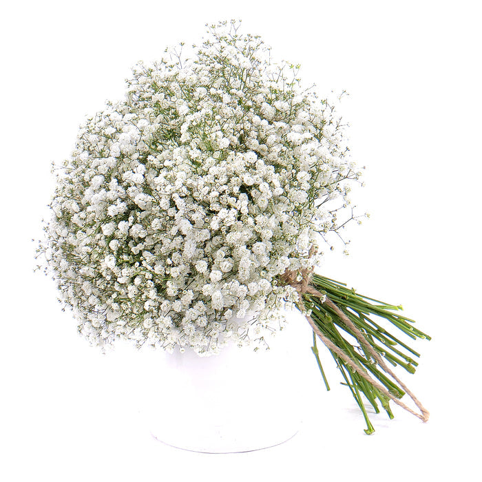 03001073_kytica-gypsophila