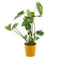 03001313_monstera-v-plechovom-obale