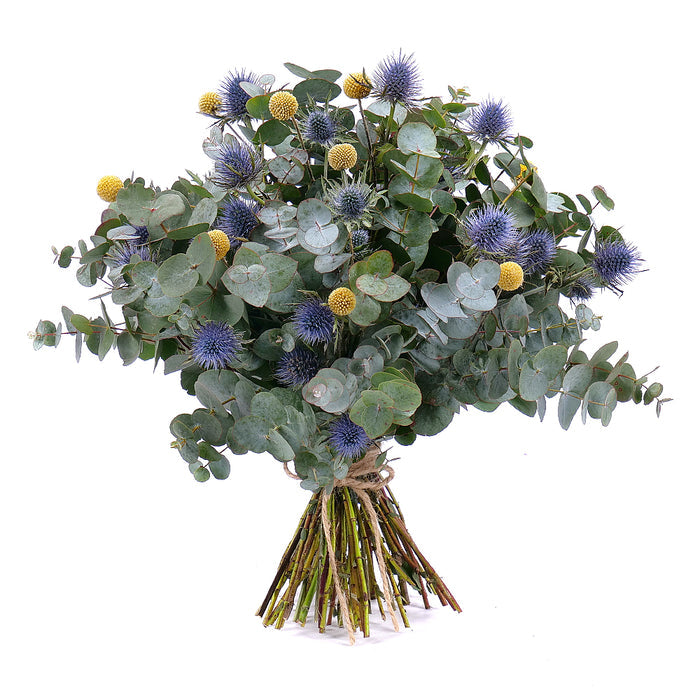 03001332_nature-kytica-eukalyptus-eryngium-a-craspedia