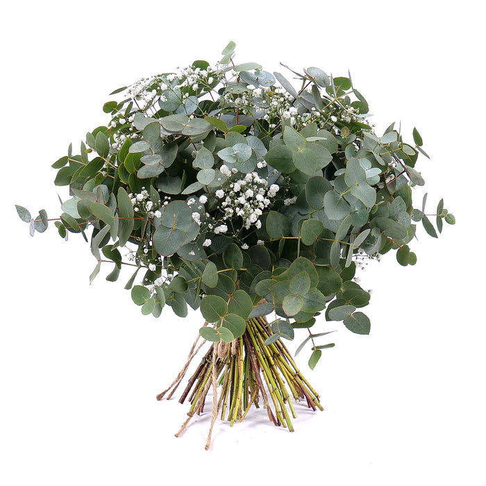 03001331_nature-kytica-eukalyptus-s-gypsophilou