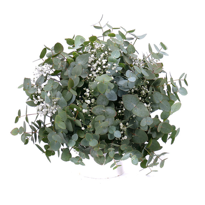 03001331_nature-kytica-eukalyptus-s-gypsophilou