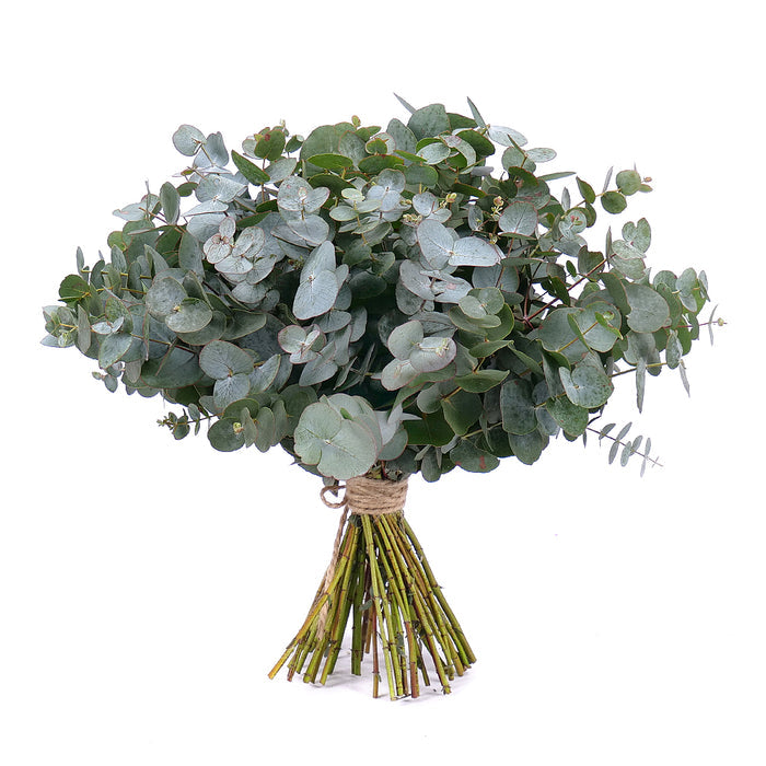 03001329_nature-kytica-eukalyptus