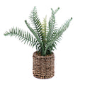 00606719_nephrolepka-um-v-kvetinaci-4x11-5cm