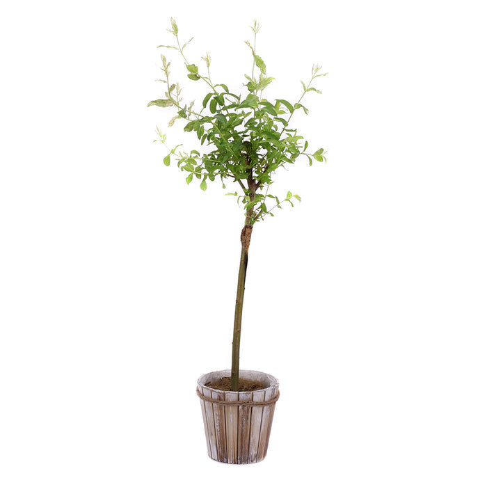 Salix v drevenom obale