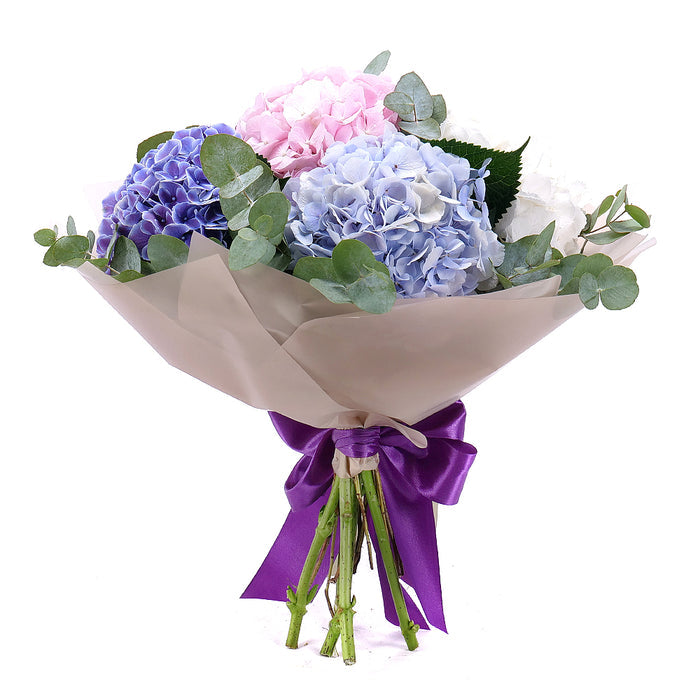 03001565_sweet-farebne-hortenzie