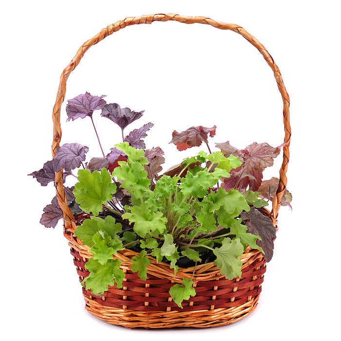 03001735_trio-trvalka-heuchera