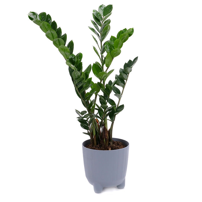 03001983_zamioculcas-v-plastovom-obale
