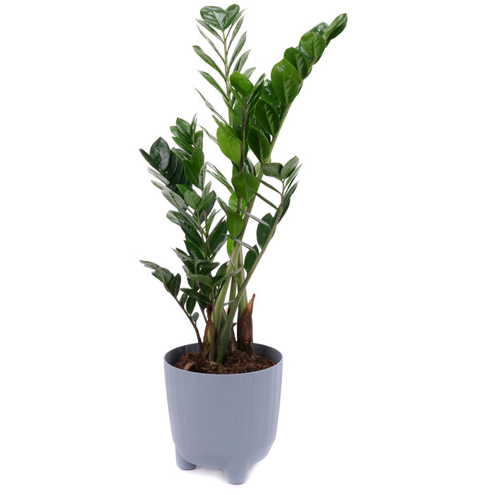 03001983_zamioculcas-v-plastovom-obale
