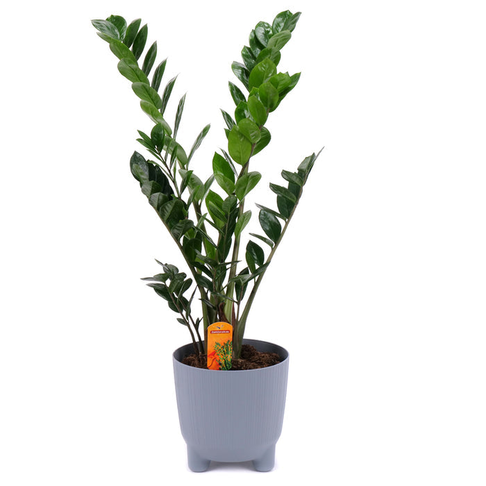 Zamioculcas v plastovom obale
