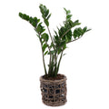 03001980_zamioculcas-v-ratanovom-obale