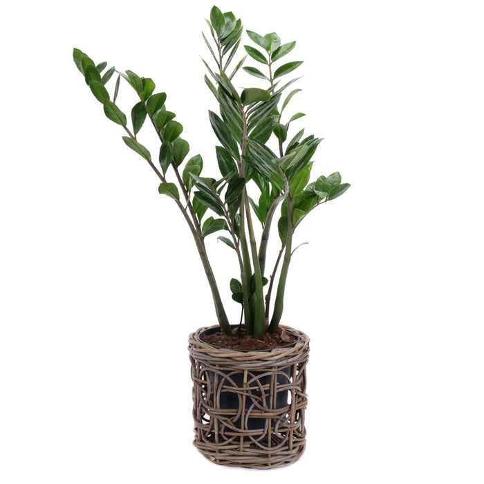 03001980_zamioculcas-v-ratanovom-obale