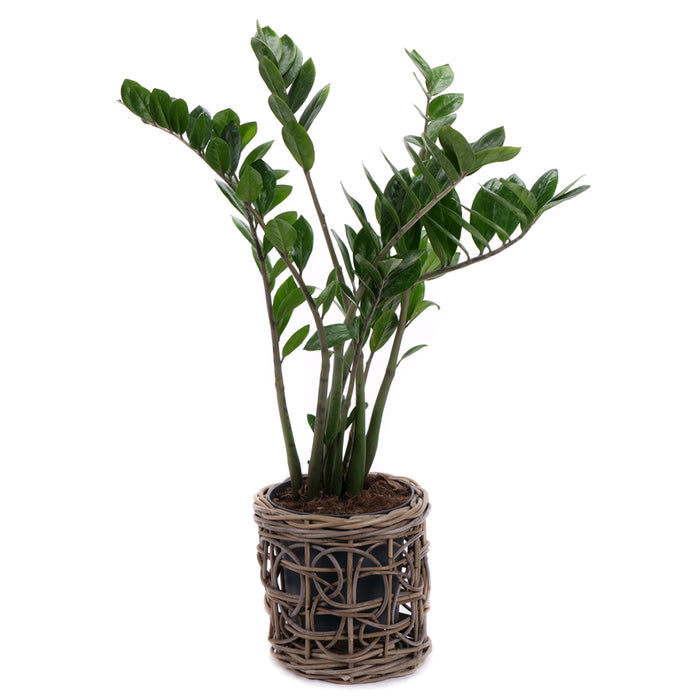 Zamioculcas v ratanovom obale